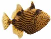 Pseudobalistes fuscus Nervózny