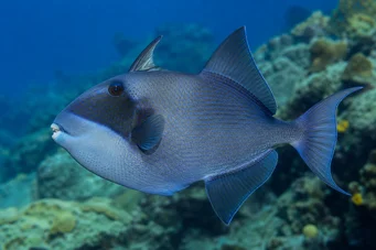 Pseudobalistes fuscus (Nervózny)