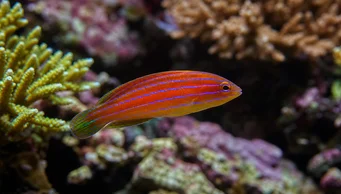 Pseudocheilinus hexataenia (Šesť -Labrum)