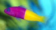 Pseudochromis paccagnell... Vanilka-fraise rýb