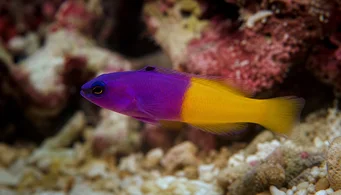 Pseudochromis paccagnellae (Vanilka-fraise rýb)