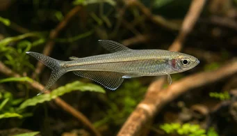 Pseudocorynopoma doriae (Dojka)