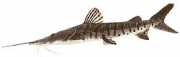 Pseudoplatystoma fasciat... Tigr