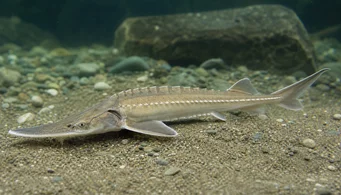 Pseudoscaphirhynchus kaufmanni Jeseter Kaufmann