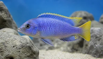 Pseudotropheus acei