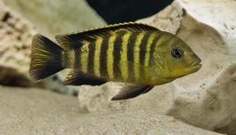 Pseudotropheus crabo (Pseudotrofheus chameleón)