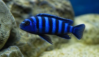 Pseudotropheus demasoni (Pseudotrofeus demasoni)