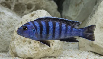 Pseudotropheus elongatus (Podlhovastý)