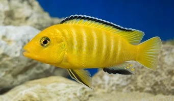Pseudotropheus lombardoi (Pseudotrofos Lombardoi)