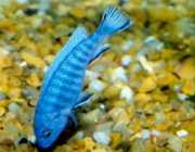 Pseudotropheus socolofi Modrý cichlid