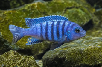Pseudotropheus tropheops (žltá)