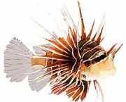 Pterois radiata Vyžarované bodovacie r...