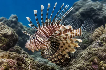 Pterois sphex (Havaj pterois)