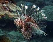 Pterois volitans Skórovanie rýb