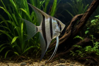 Pterophyllum scalare (Skalárny)