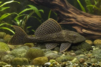 Pterygoplichthys anisitsi (Snehový pleco)