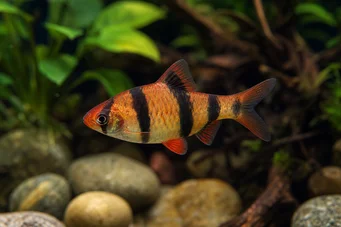 Puntius fasciatus Bradatá jahoda, vousatý požiar