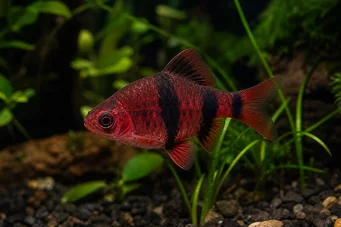 Puntius nigrofasciatus (Červená hlava brada, vousatá nigor)
