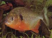 Pygocentrus caribe Skaparána