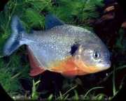 Pygocentrus piraya Piranha Piraya