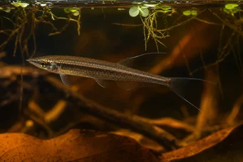 Pyrrhulina filamentosa (Pyrrhulina vlákno)