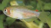 Rachoviscus graciliceps Gracilský charakter