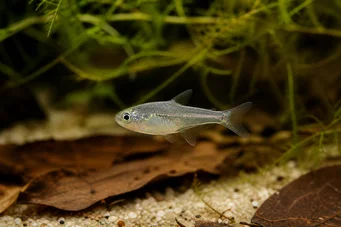 Rachoviscus graciliceps Gracilský charakter