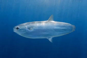 Ranzania typus (Typus mola)