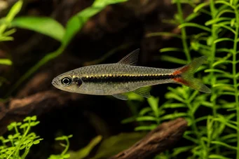 Rasbora borapetensis Červené