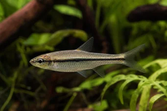 Rasbora daniconius Rasbora Daniconius