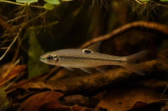 Rasbora dorsiocellata Rasbora v Ocelle