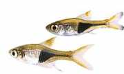 Rasbora heteromorpha Rasbora arlequin