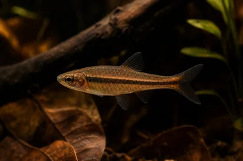 Rasbora kalachroma Klaun Rasbora