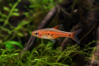 Rasbora maculata Pygmy rasbora