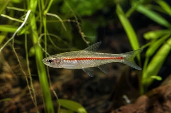 Rasbora pauciperforata Červená čiara Rasbora
