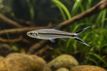 Rasbora trilineata Nožnice Rasbora