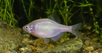 Rhodeus sericeus Buchot