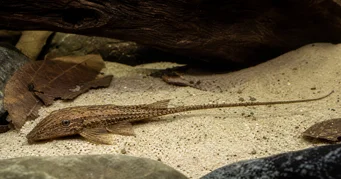 Rineloricaria Výkrik