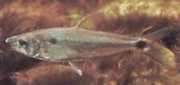 Roeboexodon guyanensis Žralok tetra