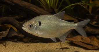 Roeboides descalvadensis Hunchback, zamierte na spodok Descalvado