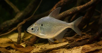 Roeboides meeki Sklenená tetra