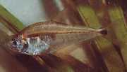Roeboides paranensis Hunchback, zamierte na spodok Paraguay