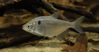 Roeboides paranensis Hunchback, zamierte na spodok Paraguay