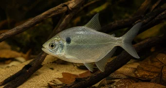 Roeboides thurni Sklenené sklo tetra