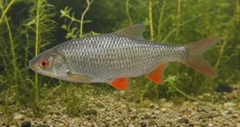 Rutilus rutilus Švába