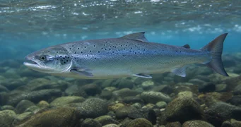 Salmo salar (Losos)