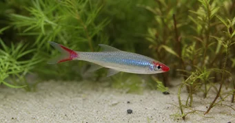 Sawbwa resplendens (Pílovky)