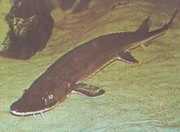 Scaphirhynchus platorhyn... Jeseter platformy