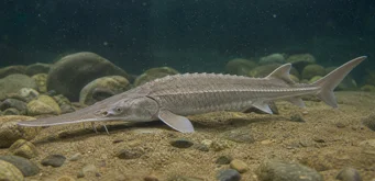 Scaphirhynchus platorhynchus (Jeseter platformy)
