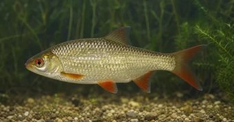 Scardinius erythrophthalmus (Bahno)